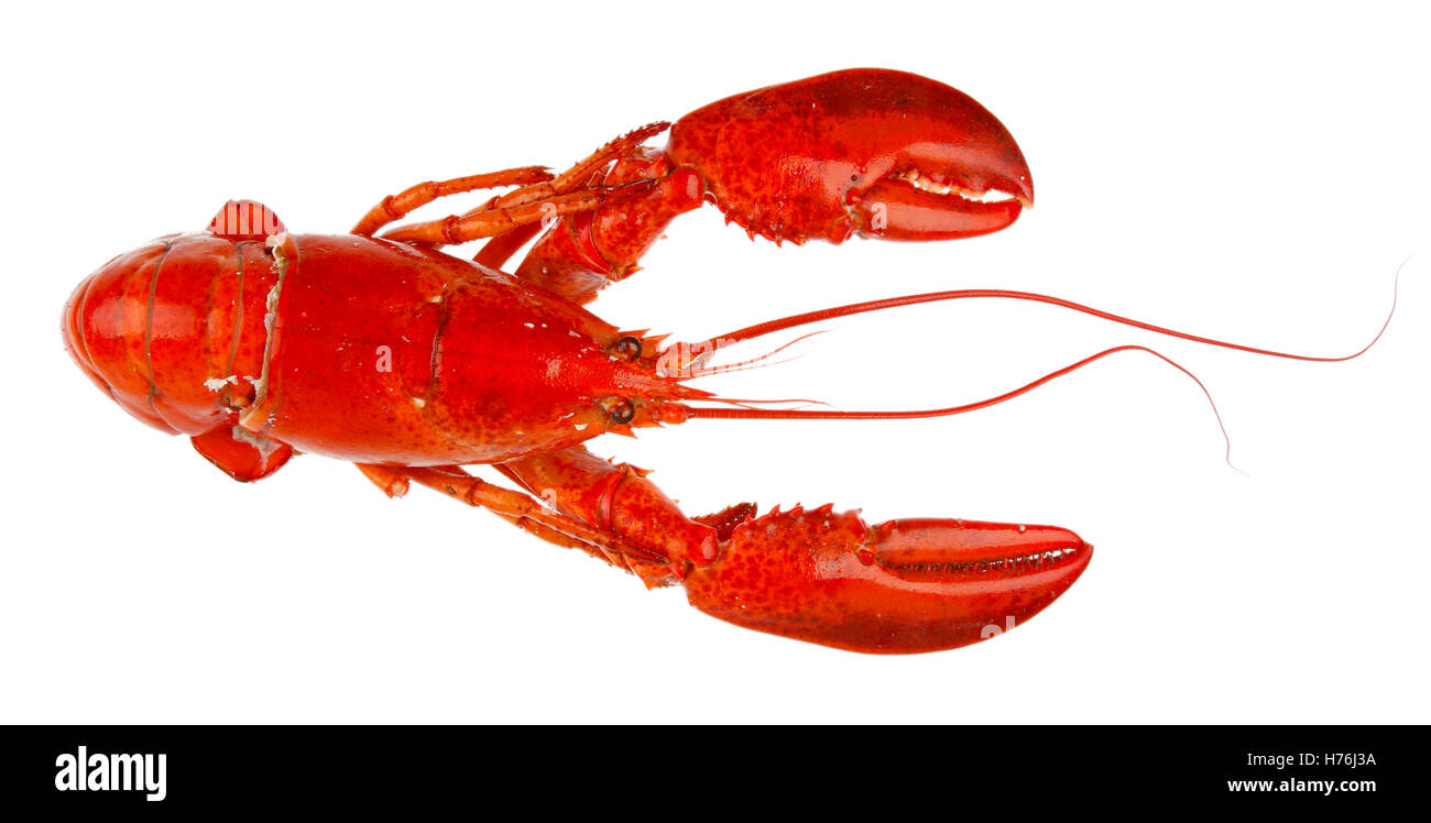 Lobster isolato su sfondo semplice Foto Stock