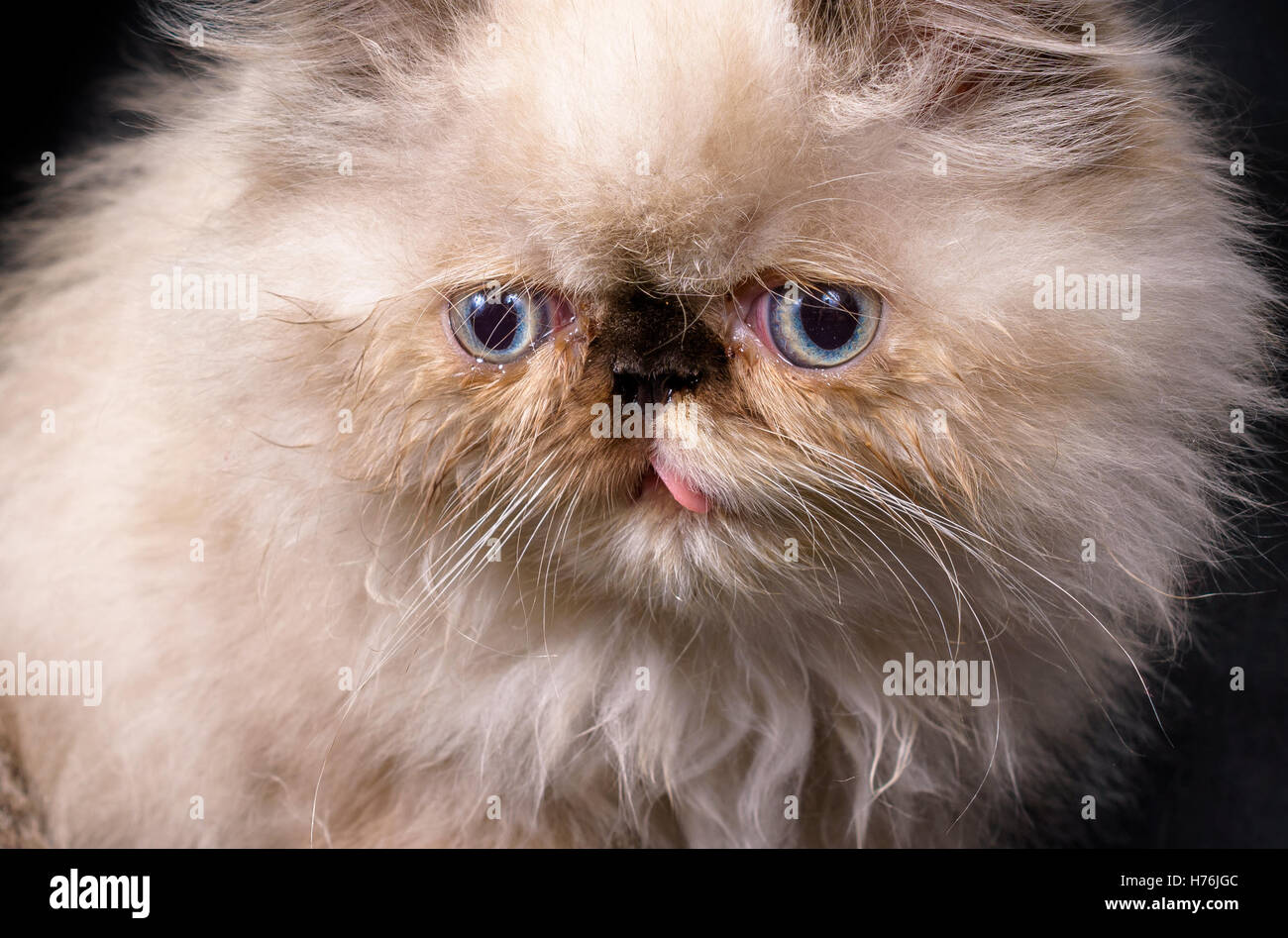 Extreme close up di un giovane, di due mesi di età il punto blu Himalayan gattino persiano su sfondo nero Foto Stock