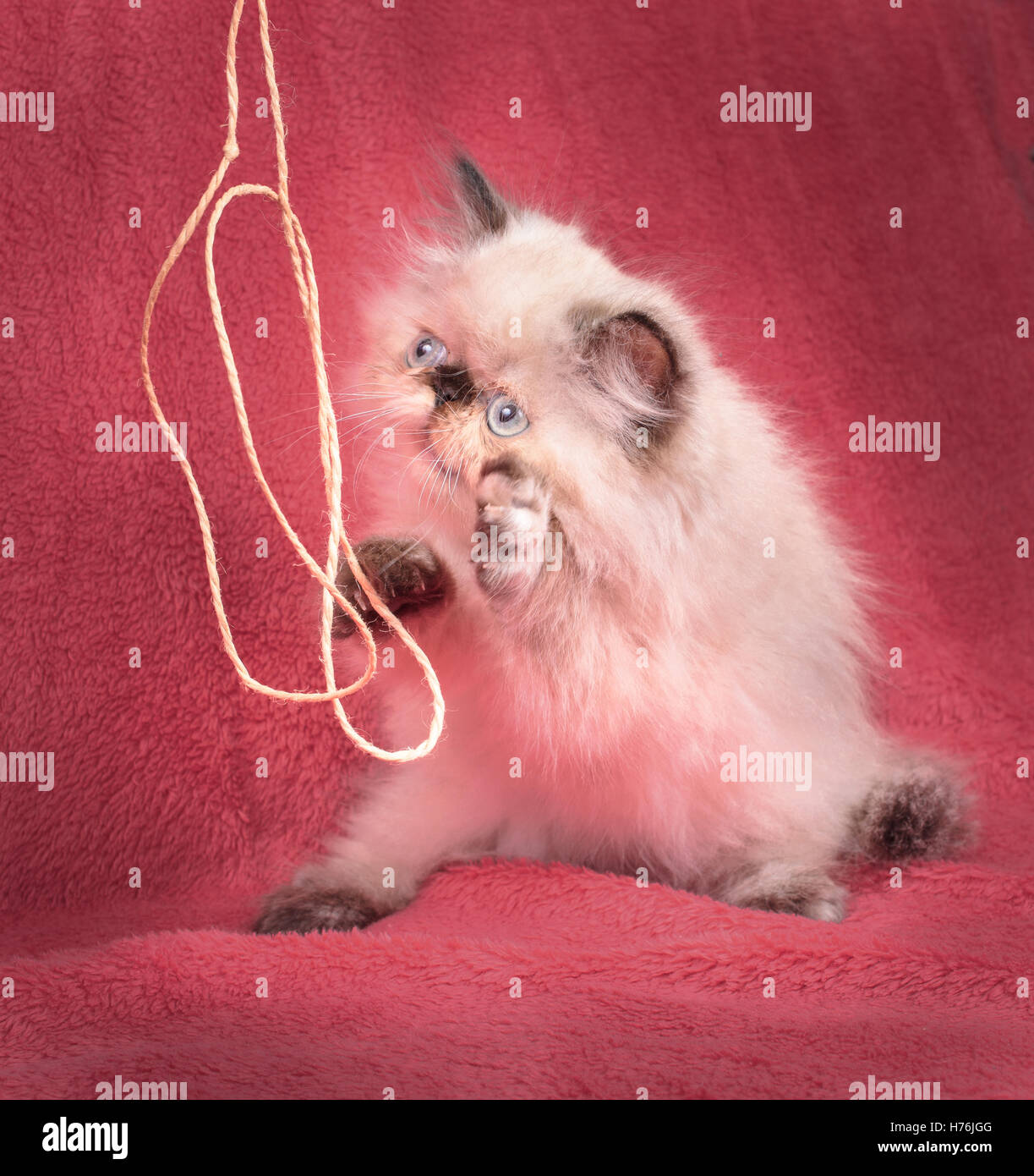 Un giovane, di due mesi di età il punto blu persiano himalayano gattino gioca con la corda su una trapunta rossa Foto Stock