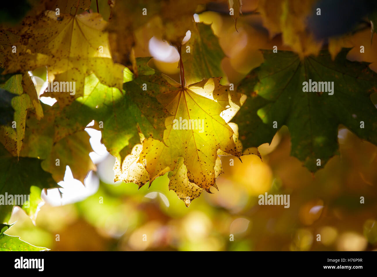 Foglie di acero in autunno a Redditch, Worcestershire, Regno Unito Foto Stock