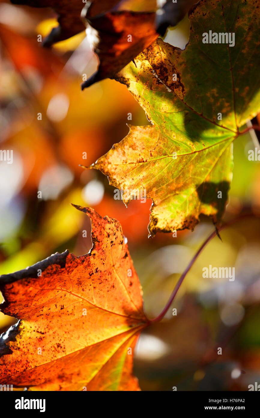 Foglie di acero in autunno a Redditch, Worcestershire, Regno Unito Foto Stock