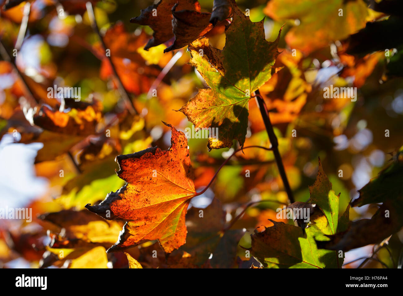 Foglie di acero in autunno a Redditch, Worcestershire, Regno Unito Foto Stock