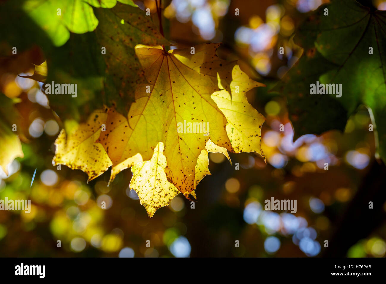 Foglie di acero in autunno a Redditch, Worcestershire, Regno Unito Foto Stock