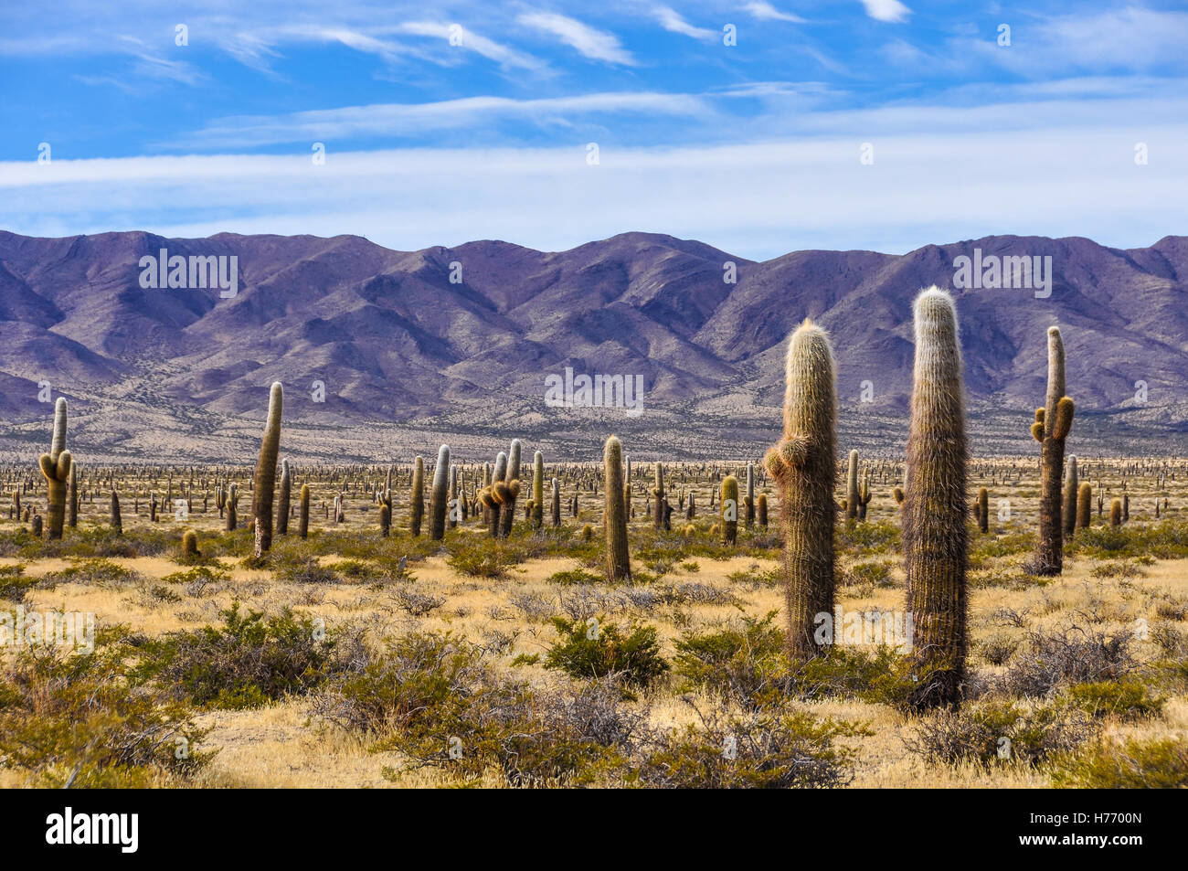 Foresta di Cactus in los Cardones National Park nei pressi di Cachi, Argentina Foto Stock