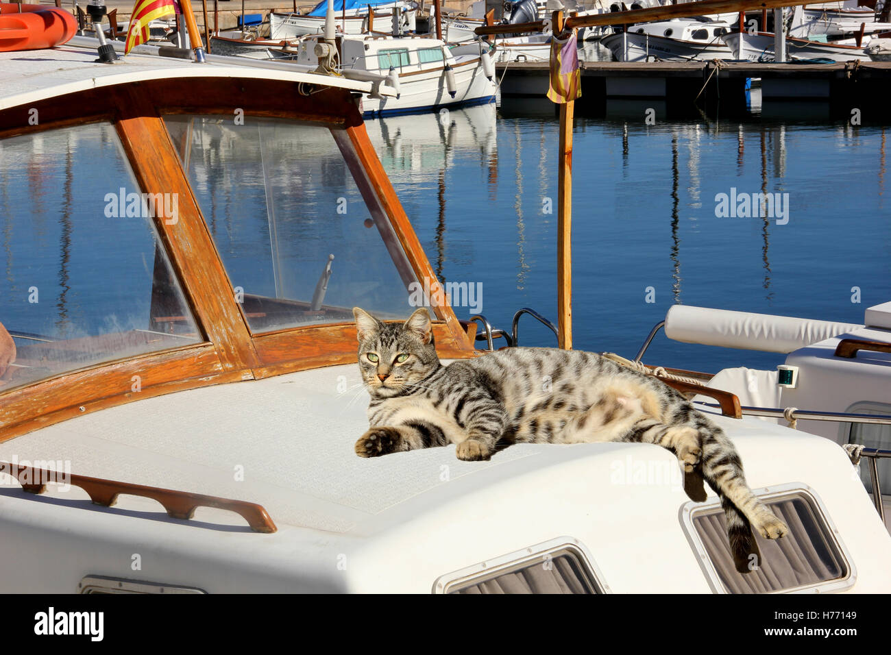 Il gatto domestico, silver tabby, giacente su una barca nel porto di un porto di mare Mediterranea, Mallorca Foto Stock