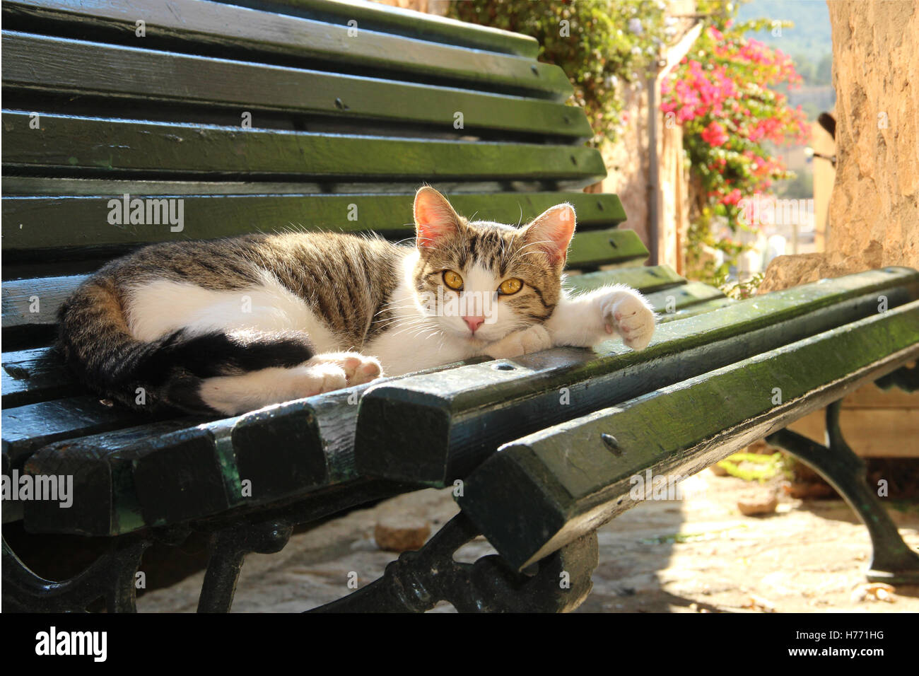 Giovani gatto domestico, nero tabby bianco, sdraiato su una panchina in romantiche stradine di Bunyola, Mallorca, Foto Stock