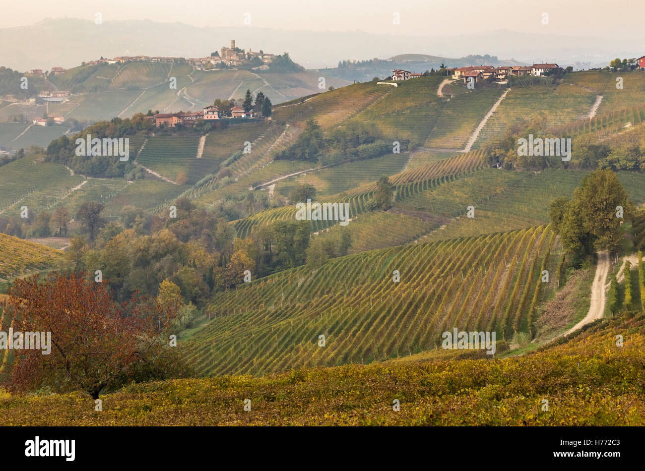 Castiglione Falletto vigneti, Langhe, Distretto di Cuneo, Piemonte, Italia. Foto Stock