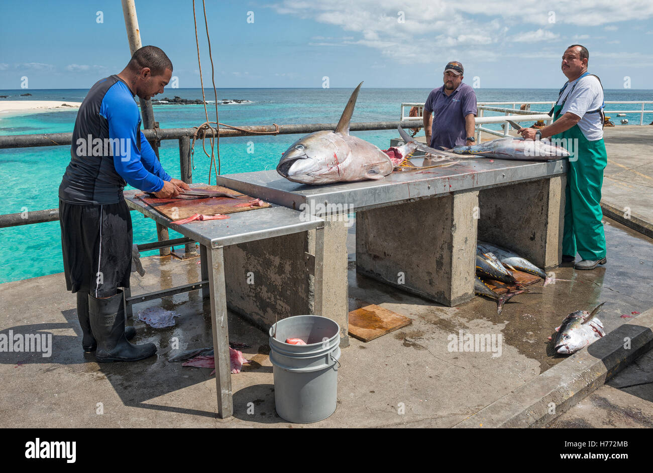 Isola di Ascensione wharf, uomini macellazione freschi sbarcati tonno albacora e linea pesce pescato Foto Stock