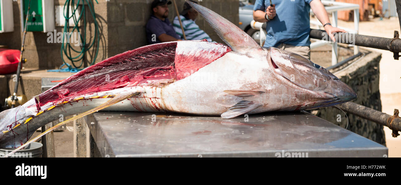 Isola di Ascensione freschi sbarcati tonno albacora che è stata la linea catturato da sportfishing macellata nell'aprire una lombata rimosso Foto Stock