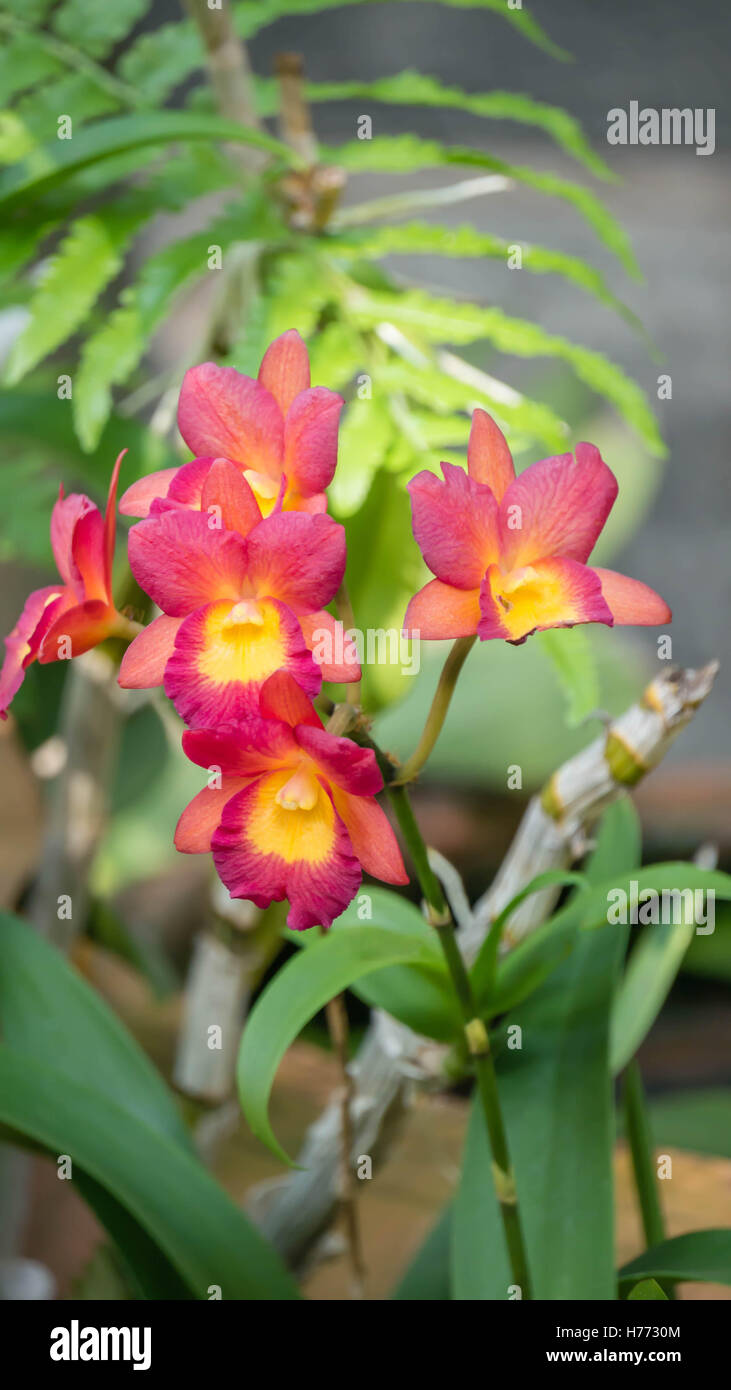 Close up di splendide orchidee fiorisce in giardino Foto Stock
