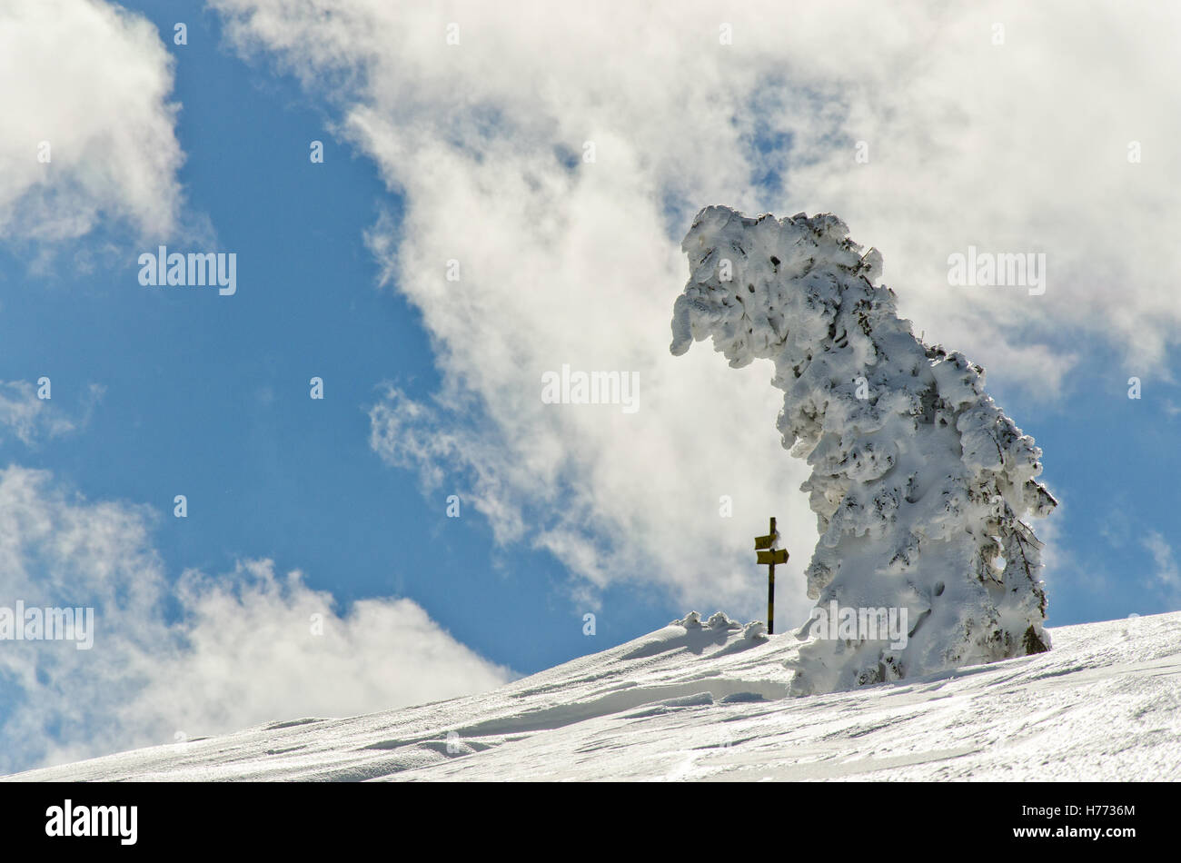 Paesaggio invernale con un albero, coperto di neve congelata e una piccola segnaletica direzionale in background Foto Stock