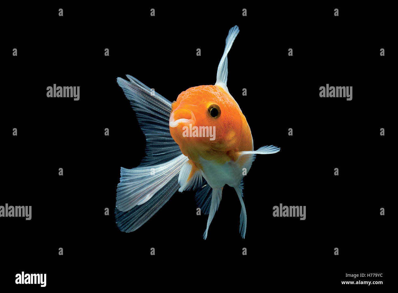 Ritratto di un goldfish (Carrasius auratus) Foto Stock