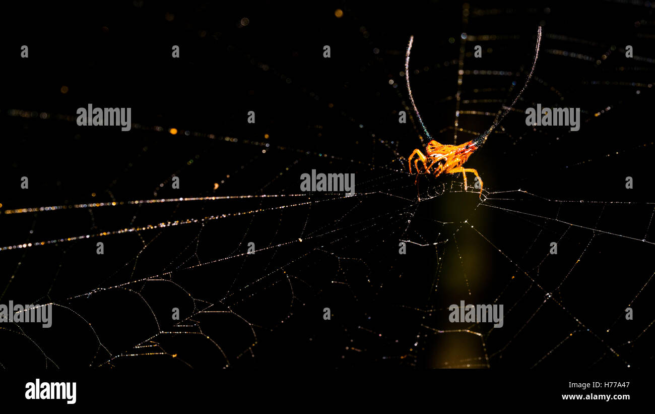 Dalle lunghe corna Spider in spider web, Thailandia Foto Stock