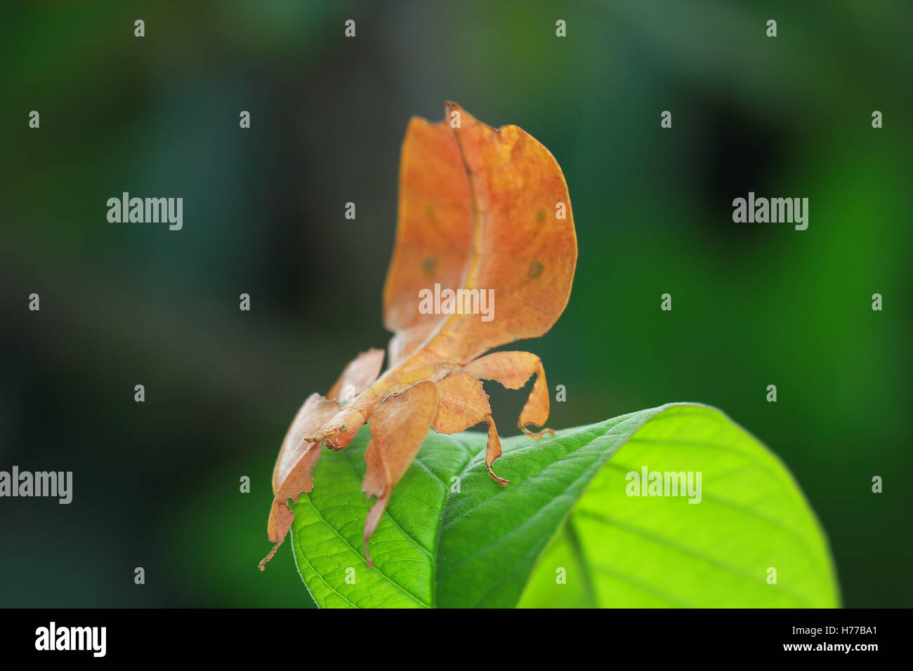 Phyllium insetto su una foglia, Indonesia Foto Stock