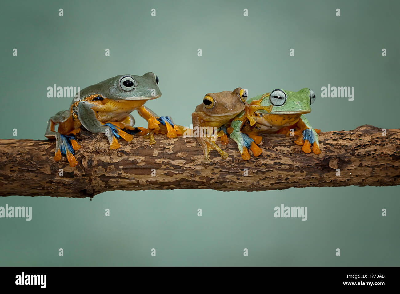 Tre Iavan Rane di albero seduto sul ramo, Indonesia Foto Stock