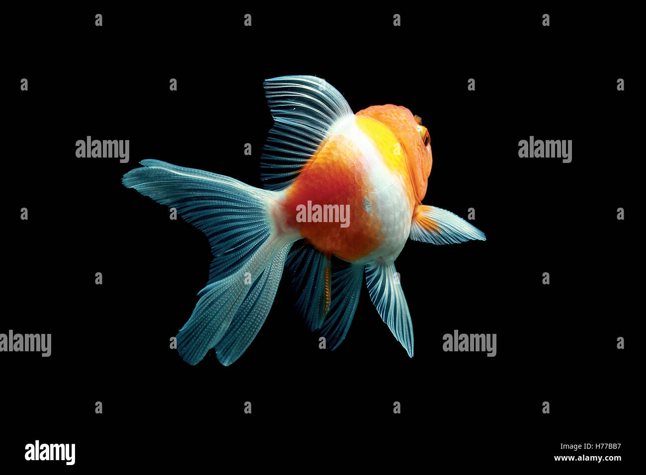 Ritratto di un goldfish nuoto Foto Stock