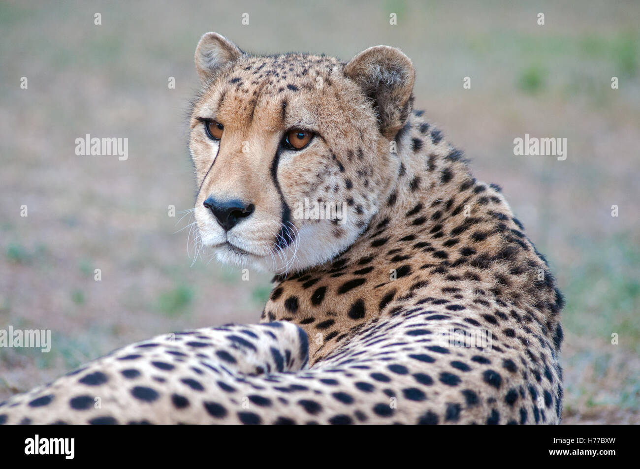 Ritratto di un ghepardo in appoggio, Limpopo, Sud Africa Foto Stock