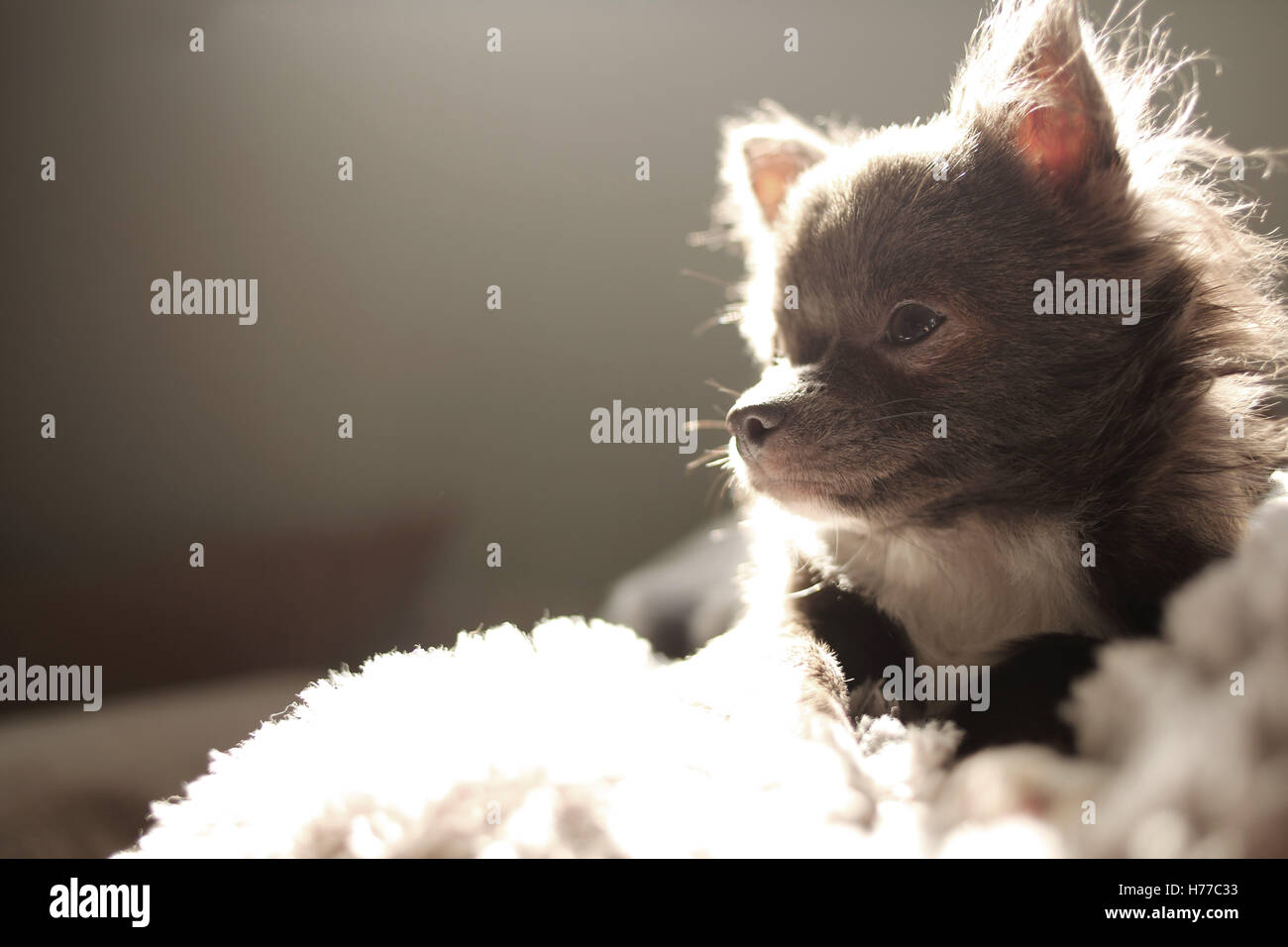 Chihuahua cane sdraiato sul lettino in presenza di luce solare Foto Stock