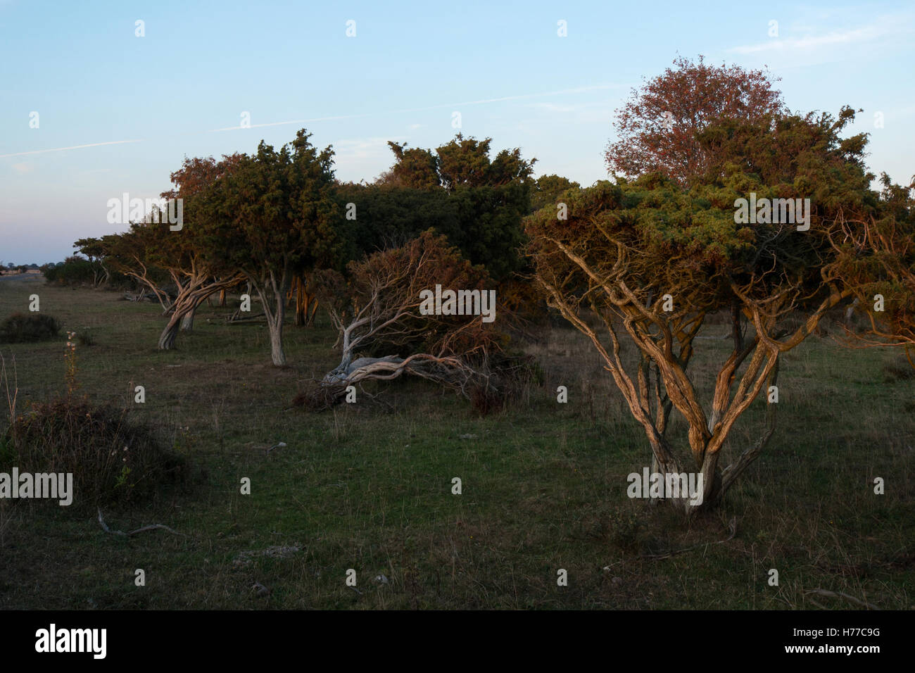 Natura ottenby prenotazione nel sud dell'isola oeland, Svezia, Europa Foto Stock