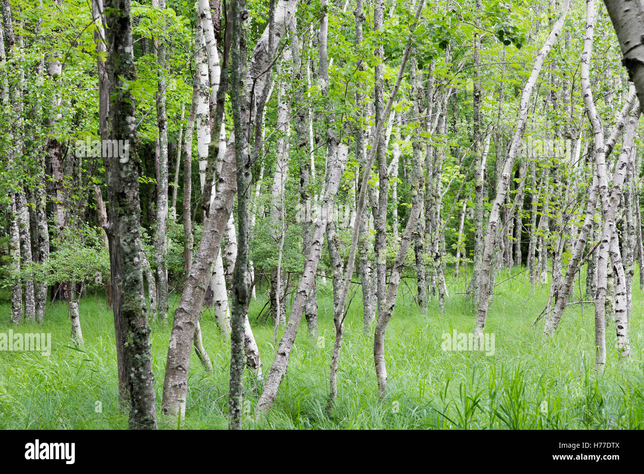 Betulla foresta nel parco nazionale di Acadia. Foto Stock