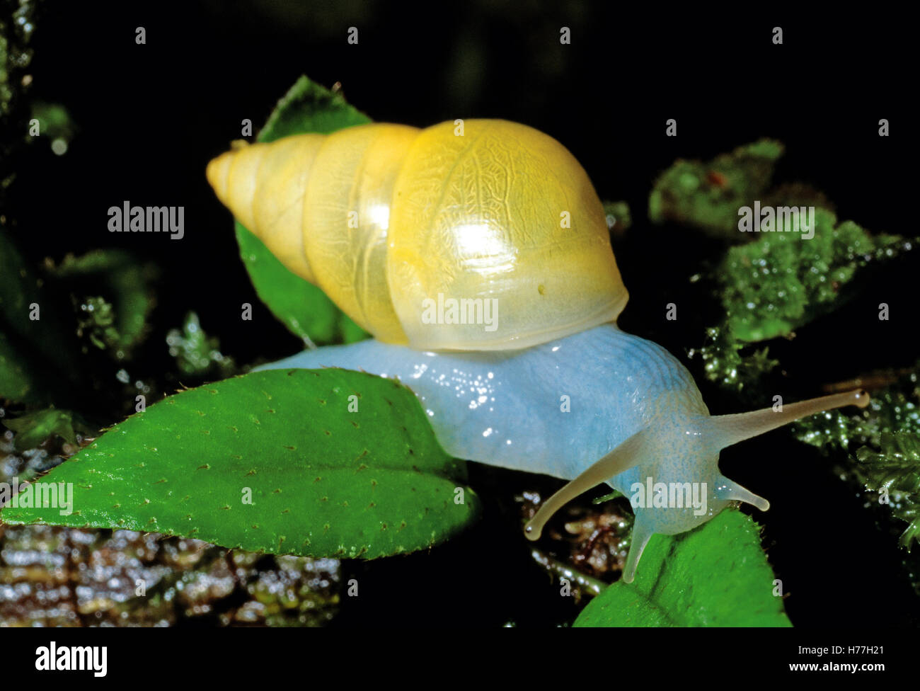 Lumaca (Drymaeus sulfurei). Parco Nazionale di Tortuguero, Costa Rica Foto Stock