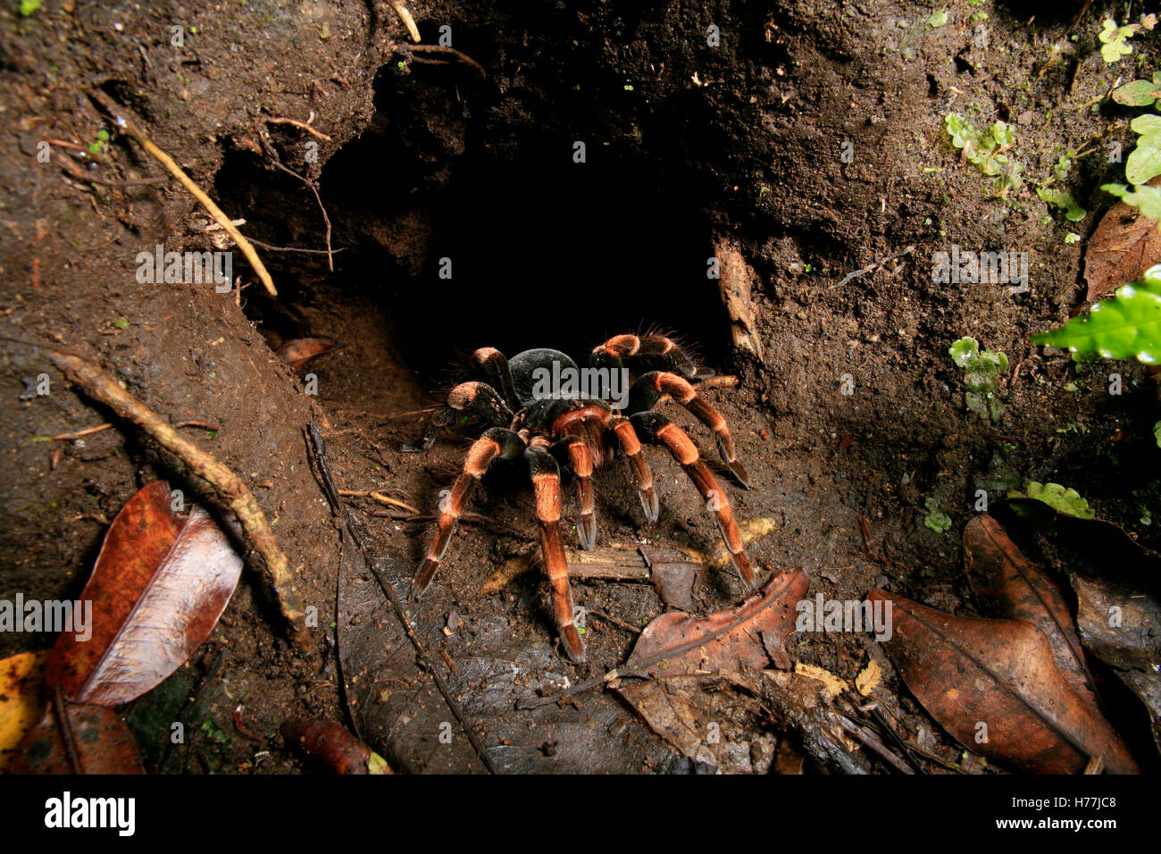 Costa Rican Redleg Tarantula (Megaphobema mesomelas) emergente dalla tana, Monteverde Cloud Forest Preserve, Costa Rica. Foto Stock
