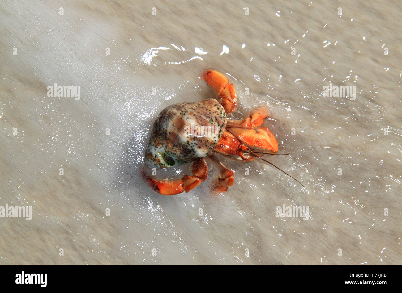 Il granchio eremita (variabilis compressus) sulla spiaggia Quesara, Curu National Wildlife Refuge, Nicoya peninsula, Costa Rica Foto Stock