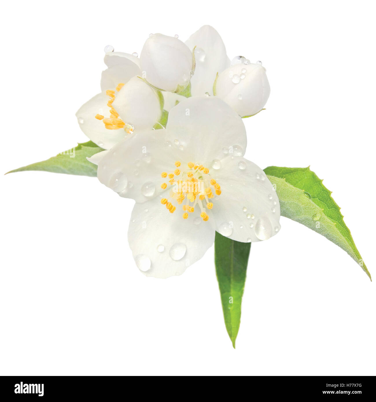 Fiori di gelsomino mock orange blossom macro closeup isolato, Filadelfo coronarius L. lewisii nativi fiori selvaggi arbusto caduta di pioggia Foto Stock