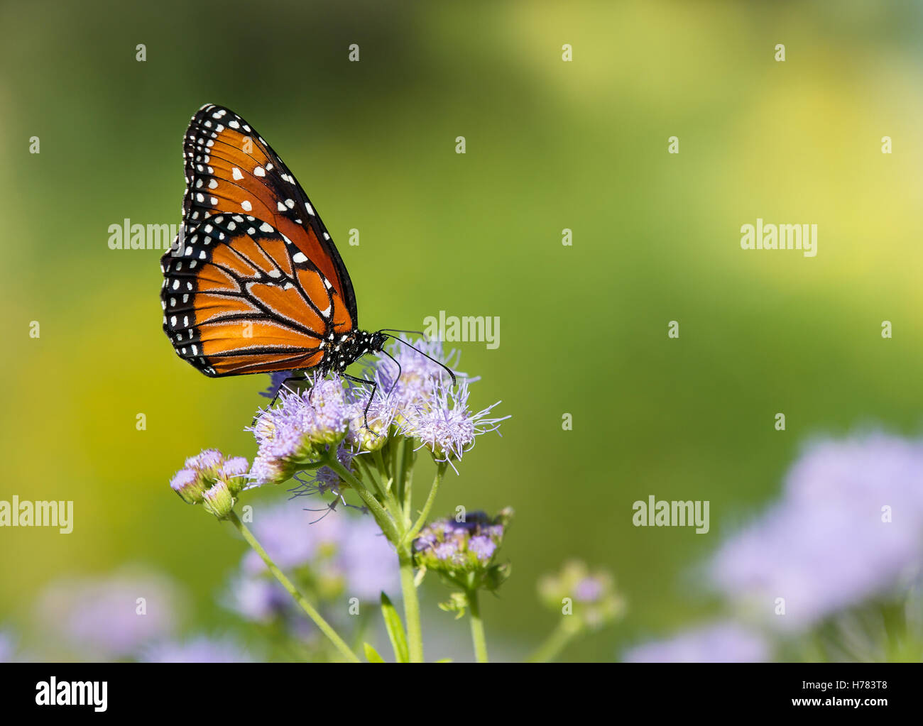 Regina butterfly (Danaus gilippus) alimentazione su Greggs Mistflowers (Conoclinium greggii) nel giardino d'autunno Foto Stock