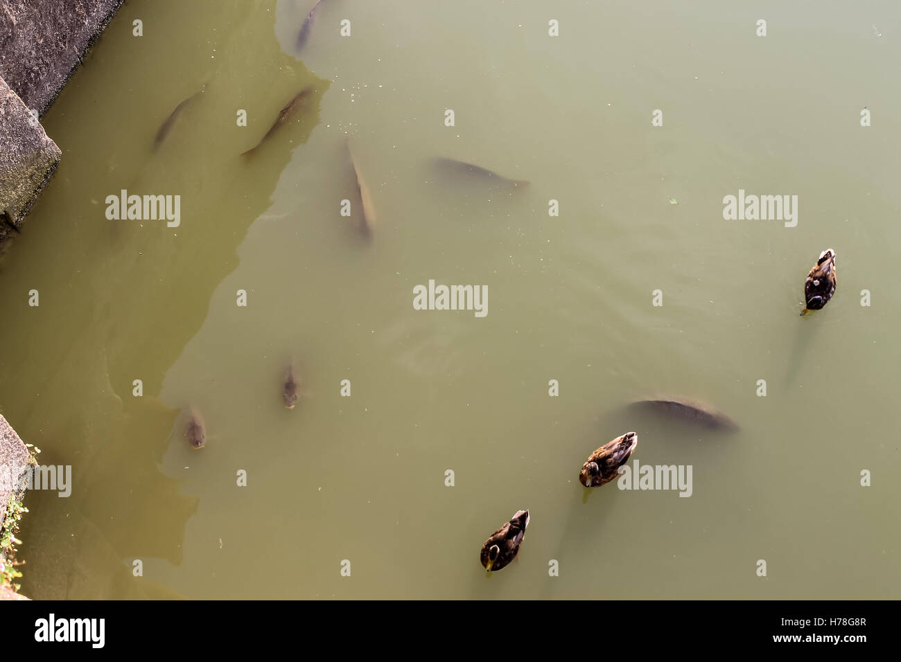 Vista superiore delle anatre e pesci che nuotano in stagno fangoso Foto Stock