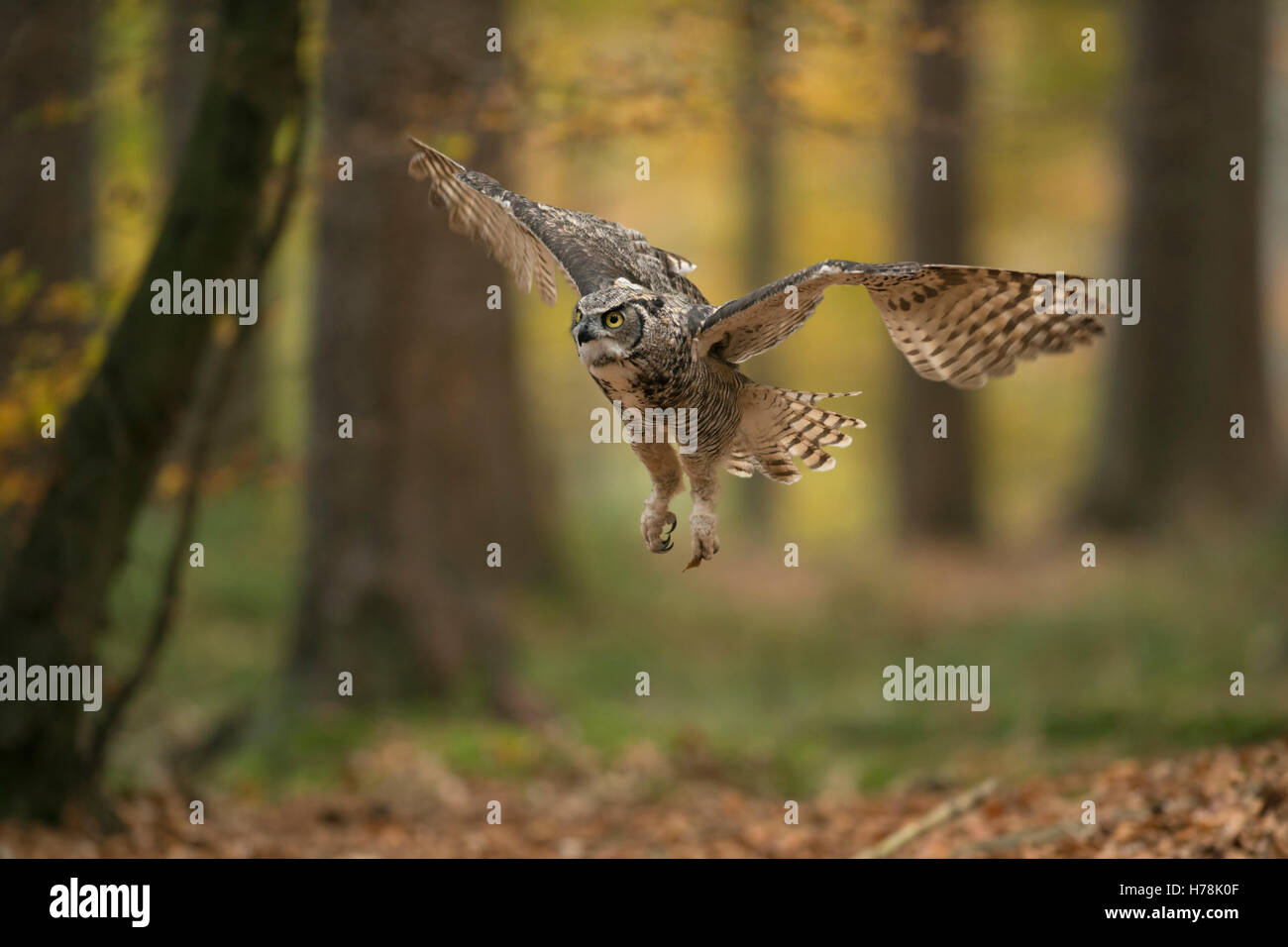 Grande Gufo cornuto / Tiger Owl / Virginia-Uhu ( Bubo virginianus ) volando attraverso una autunnale boschi colorati, golden Ottobre. Foto Stock