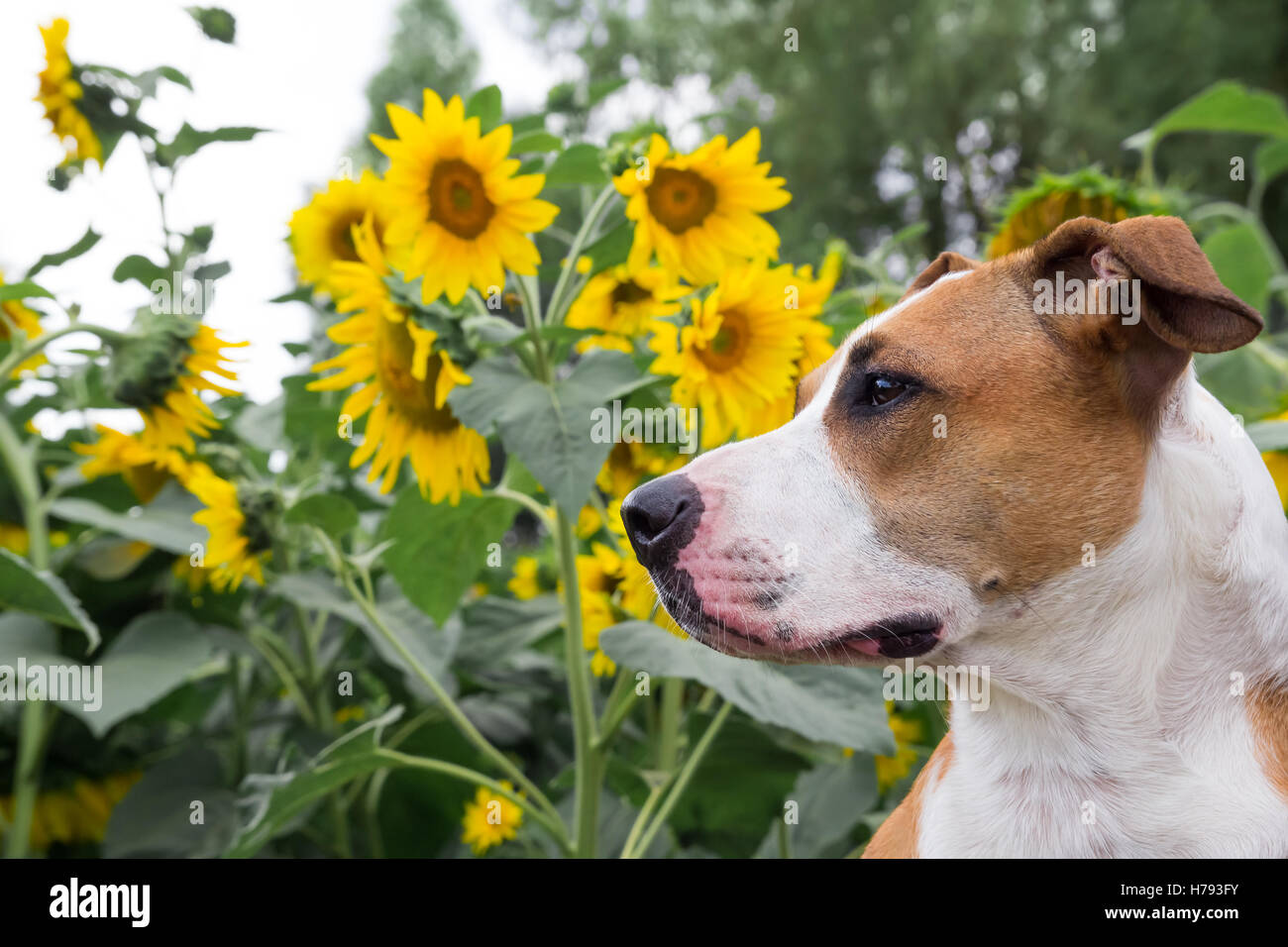 Cane in posa di fronte dei girasoli Foto Stock