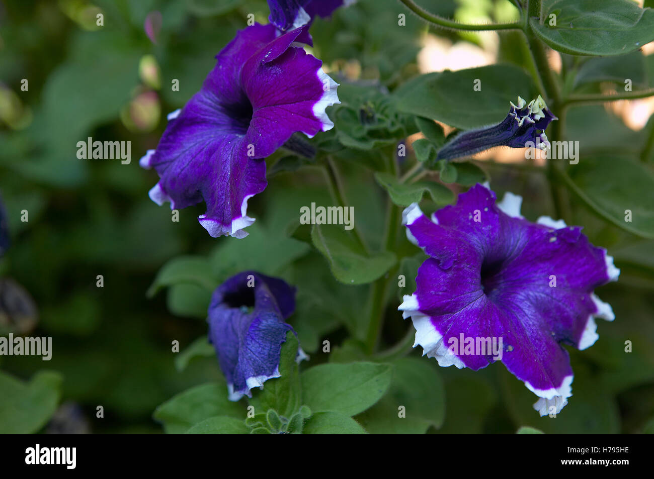 Fiore, Viola di fiori selvatici, fiore viola sulla vite Foto Stock