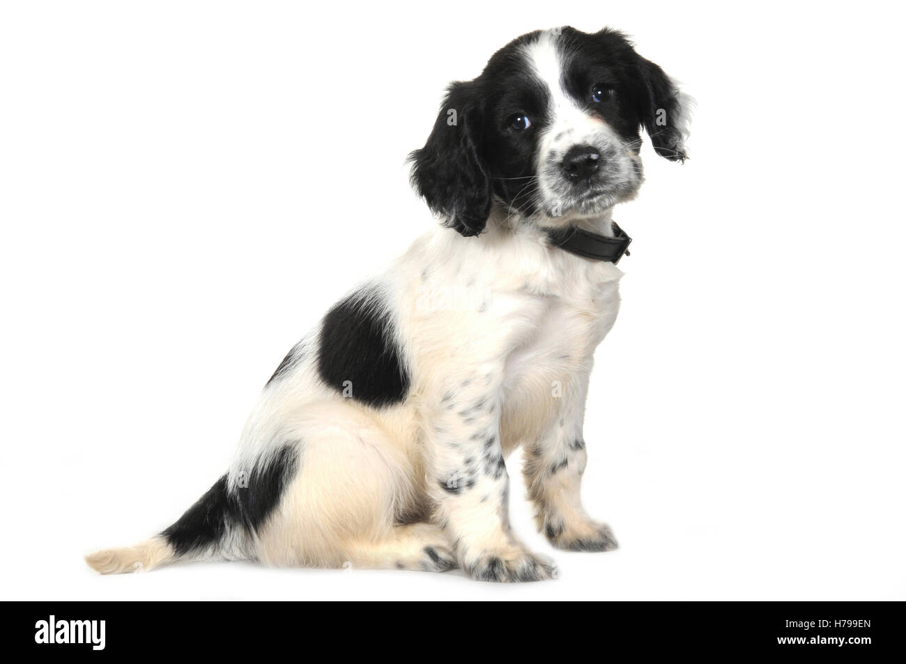 Una chiave di alta studio shot di un po' di bianco e nero springer spaniel cucciolo. Foto Stock