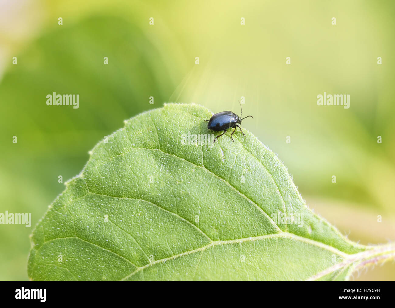 Pretty black bug su foglia verde al giorno di estate Foto Stock