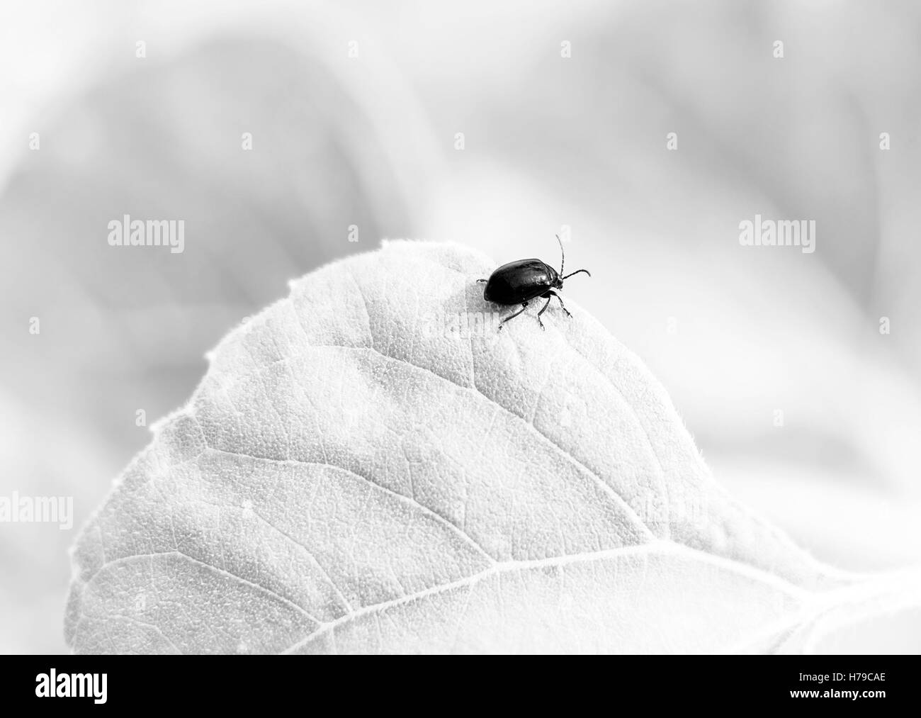 Piuttosto bug su grandi foglie al giorno di estate in bianco e nero Foto Stock