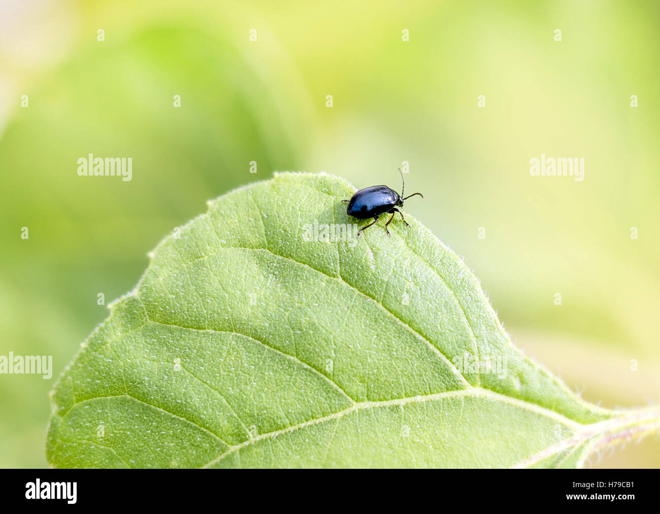 Little Black bug su foglia verde al giorno di estate Foto Stock