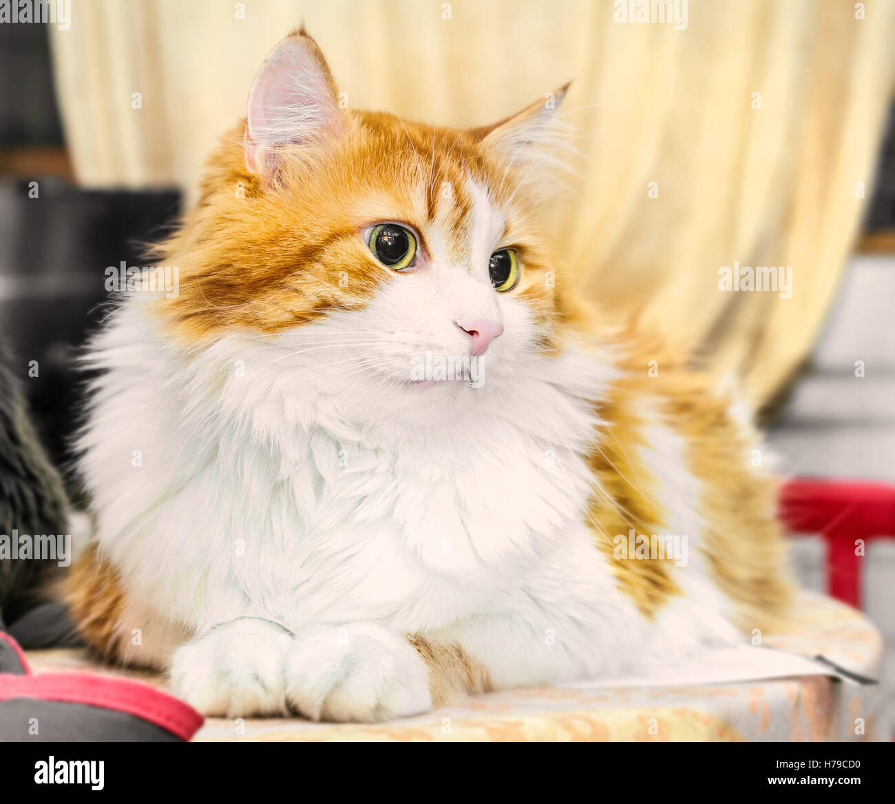 Adulto gatto rosso con grandi occhi è il pensiero Foto Stock