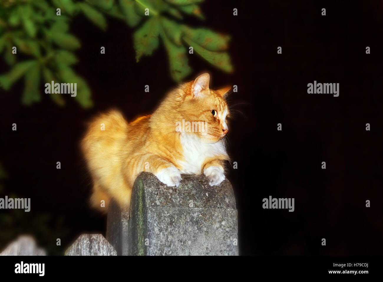 Abbastanza adulto lo zenzero street cat di notte sulla recinzione Foto Stock