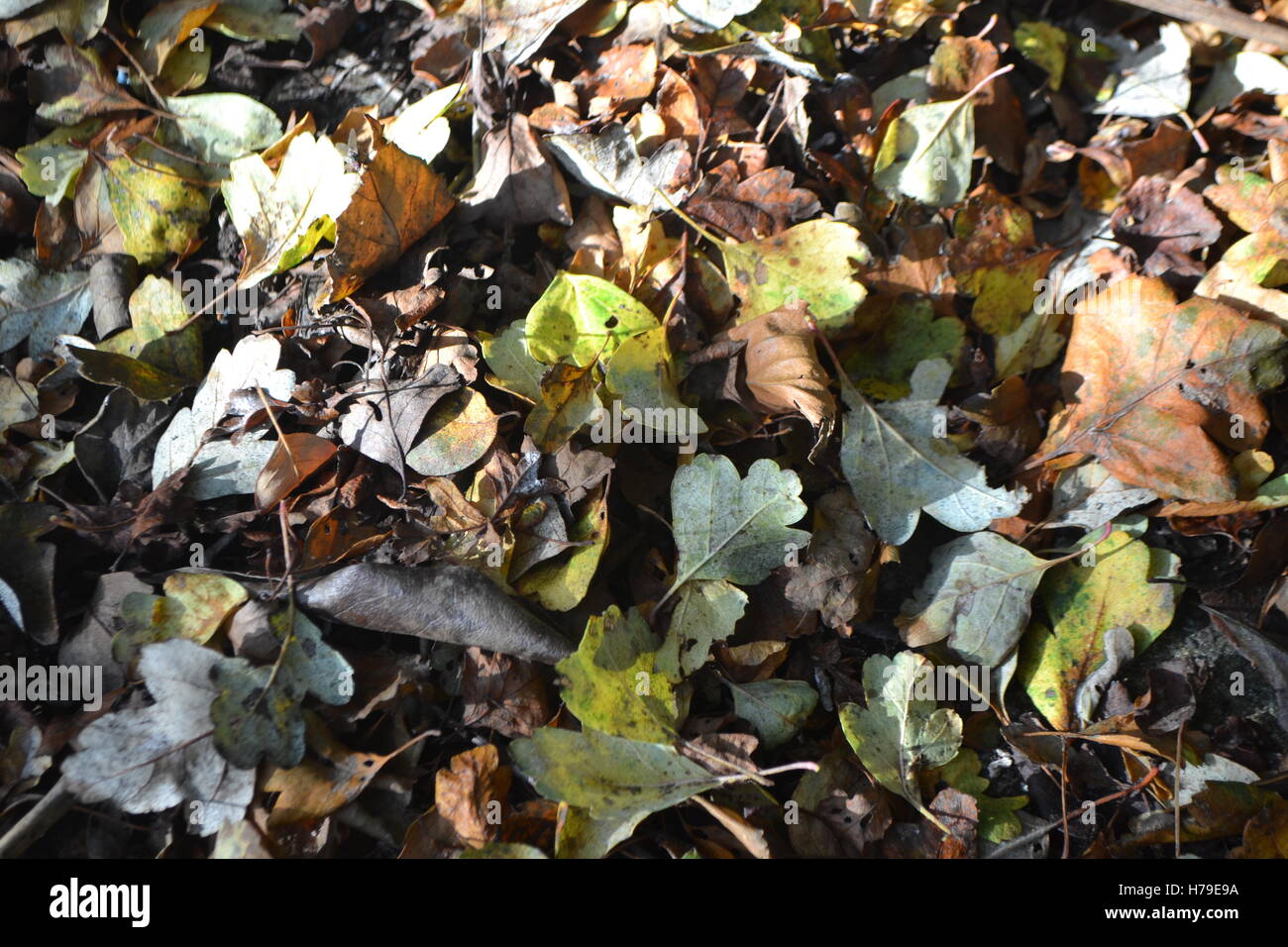 Foglie cadute catturate nel pomeriggio Foto Stock