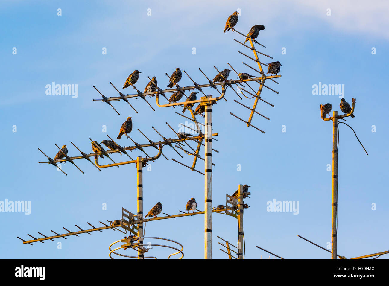 Per gli storni seduti su un'antenna TV contro un cielo azzurro sfondo nel West Sussex, in Inghilterra, Regno Unito. Foto Stock