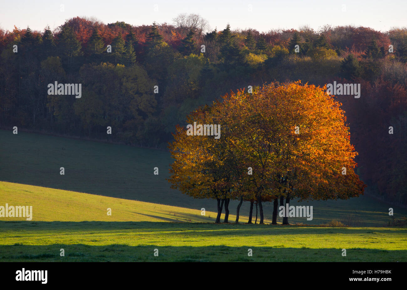 Ceduo di autunno alberi in campo, paesaggio inglese Foto Stock