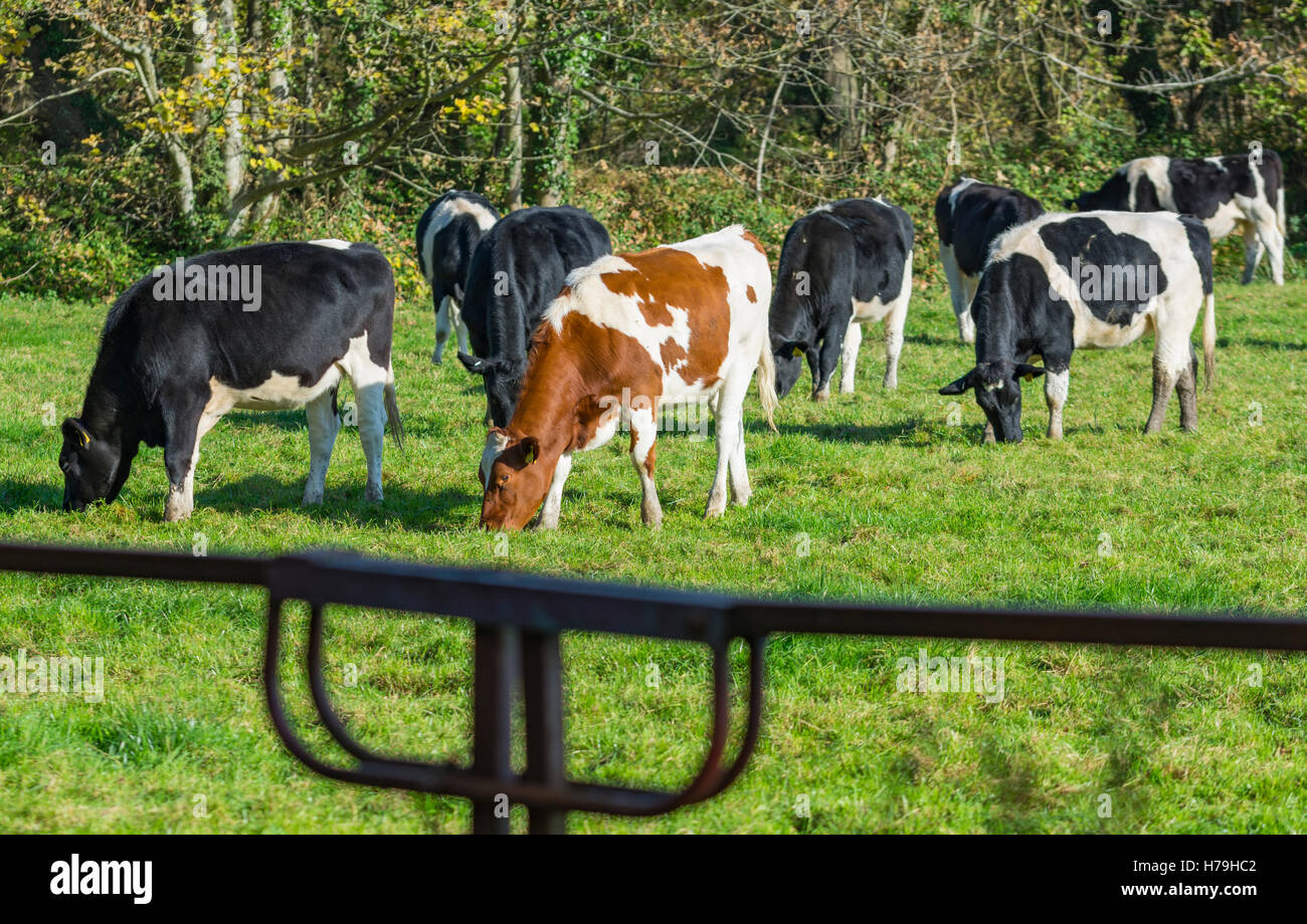 Mandria di mucche in un campo che mangia erba nel Regno Unito. Foto Stock