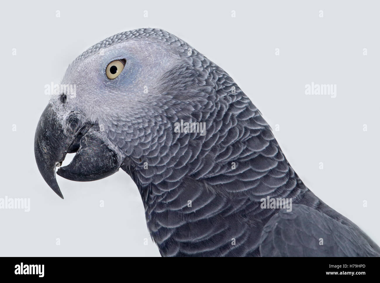 Pappagallo grigio africano (Psittacus erithacus) Foto Stock