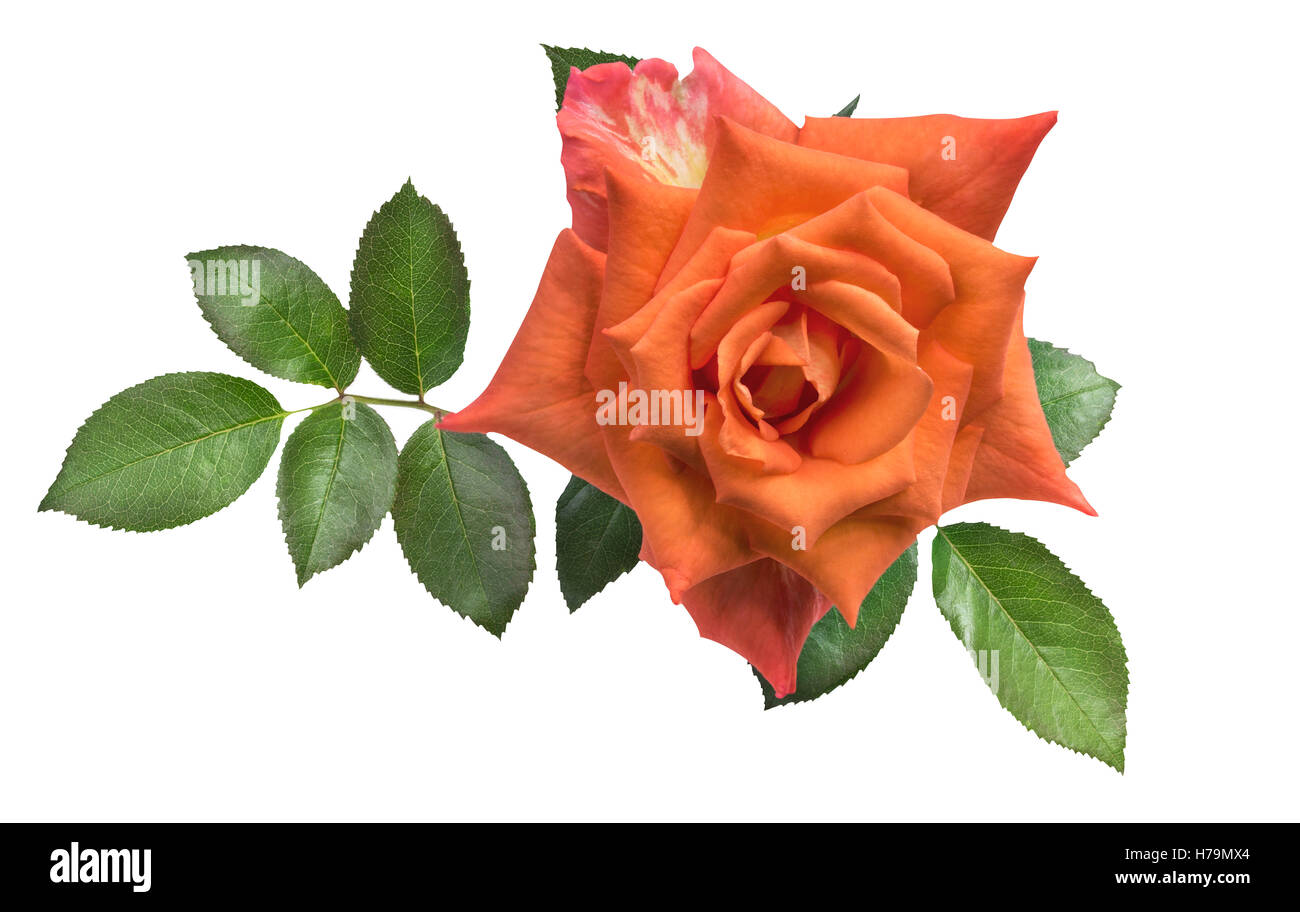 Bella Arancione Rosa, isolato su bianco Foto Stock