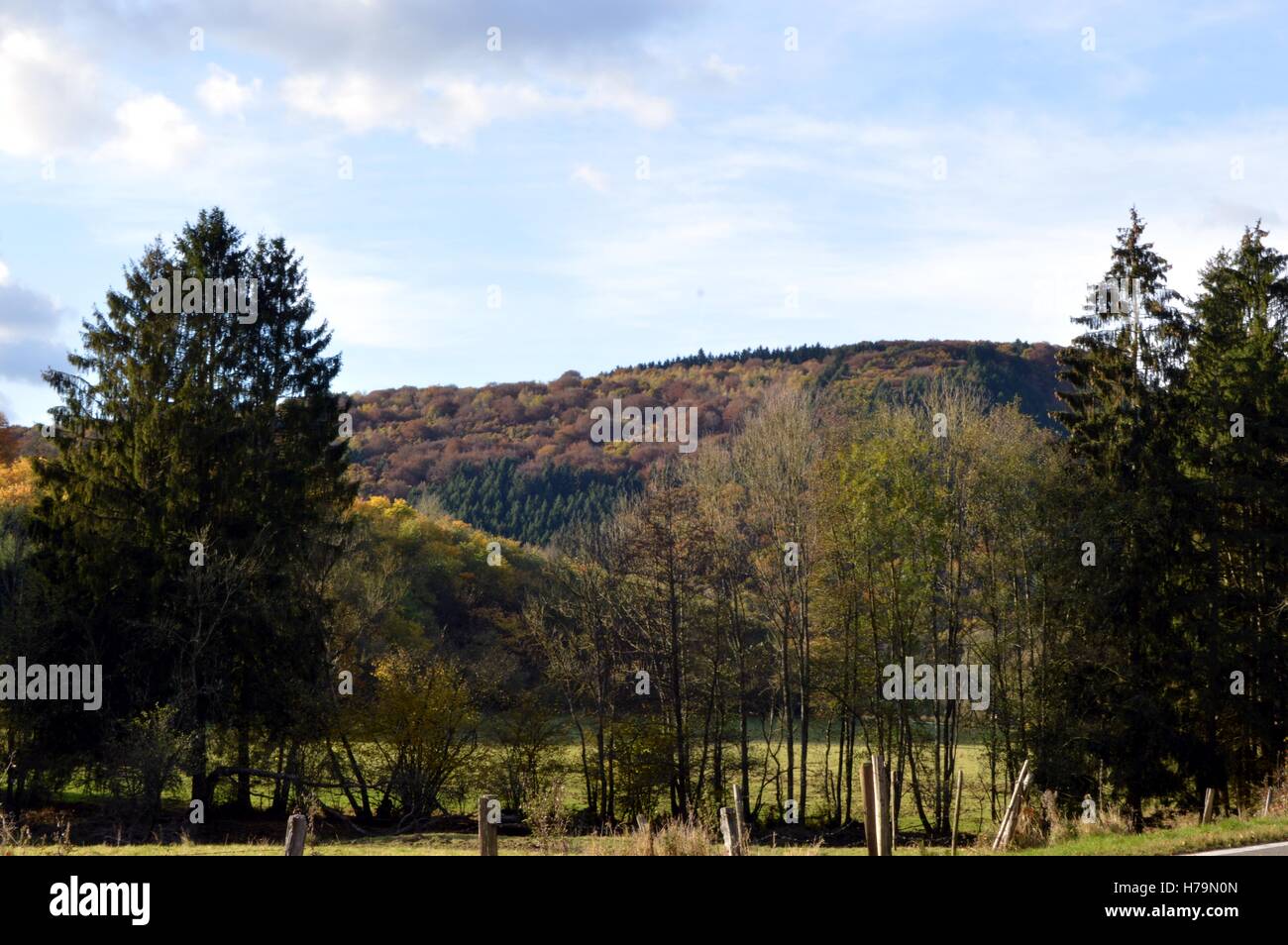 Bosco di abeti in colori autunnali con una piccola collina Foto Stock
