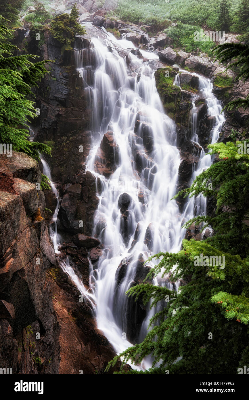 Edith Creek cascades 72 piedi oltre il mirto e cade in una profonda gola a Washington Mt Rainier National Park. Foto Stock