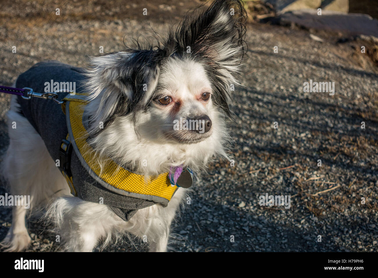 Bianco e nero cane Papillon ritratto. Foto Stock