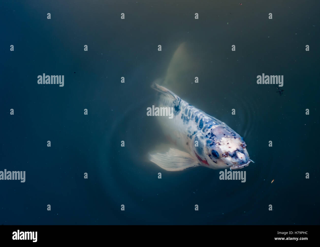 Un bianco pesci Koi emerge dalle oscure profondità. Foto Stock