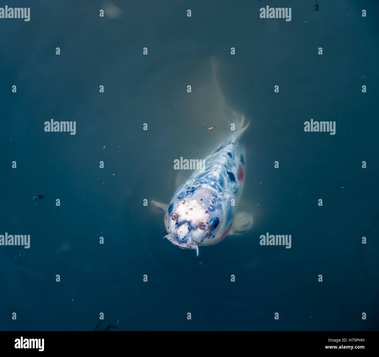 Un pesce Koi emerge dalle oscure profondità. Foto Stock